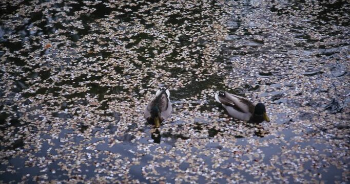 Couple of ducks floating in Japanese pond - high shot