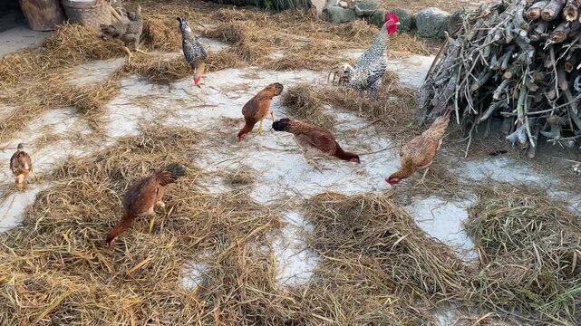 High angle shot of free-range chickens foraging in dry straw