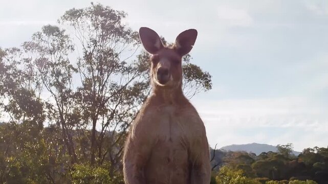 Close-up of a curious kangaroo standing tall in a sun-drenched Australian landscape
