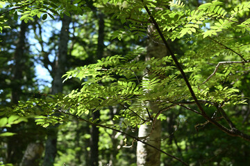 Fototapeta premium Climbing Mt. Yakedake, Nagano, Japan