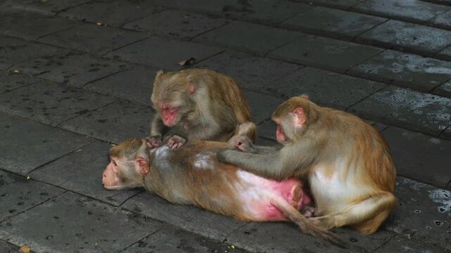 Three macaque monkeys engage in social grooming on paved stone ground in tropical park habitat. Primate hygiene behavior and group bonding strengthen social ties within the troop at wildlife reserve.