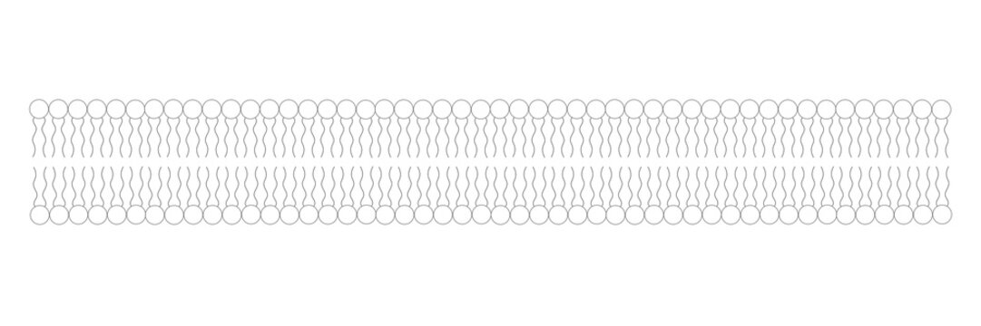 Phospholipid bilayer cross section diagram, cell membrane structure, biology education.