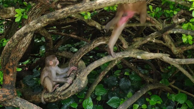 Monkey macaque mother with baby climbing tree branches. Maternal care and parental guidance protect young offspring while teaching essential climbing skills.