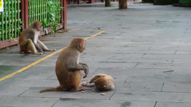 Monkey macaque mother with baby eating nuts on pavement. Maternal supervision protects young primate during feeding at wildlife habitat.