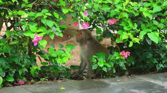 Monkey macaque hiding in bushes with pink flowers looking around. The primate stays alert in the dense vegetation of its tropical habitat.