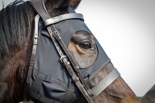 Horse wearing a mask under their bridle. Horse wearing a hood on their head to help them relax and stay focused. Equestrian saddlery. Equestrian horse tack. 