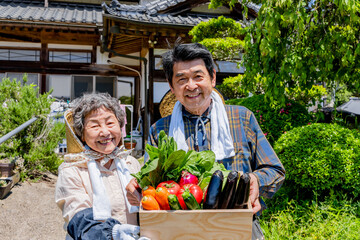 Fototapeta premium 収穫した新鮮な野菜を持つ日本人シニア農家夫婦