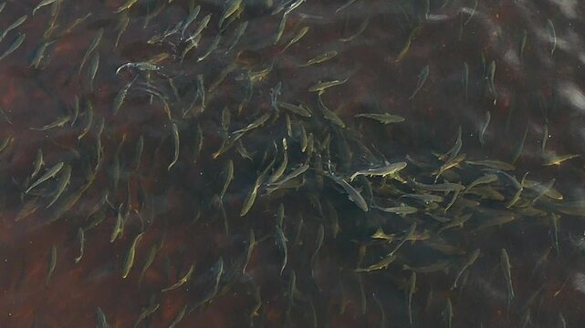 Striped bass spawning in the Miramichi river, New Brunswick, Canada. 