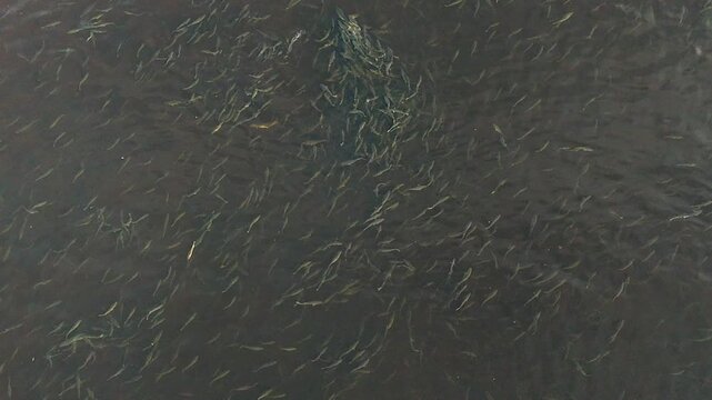 Striped bass spawning in the Miramichi river, New Brunswick, Canada. 