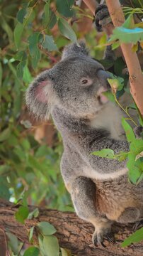 A koala on a eucalyptus tree in Brisbane, Australia