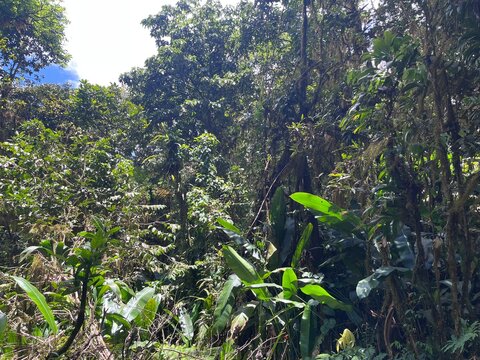 Randonn&eacute;e dans la for&ecirc;t tropicale humide - Coeur Bouliki