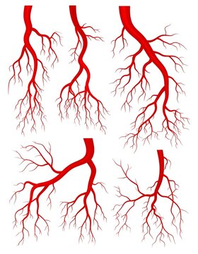 Red blood vessels network microscopic biological illustration.