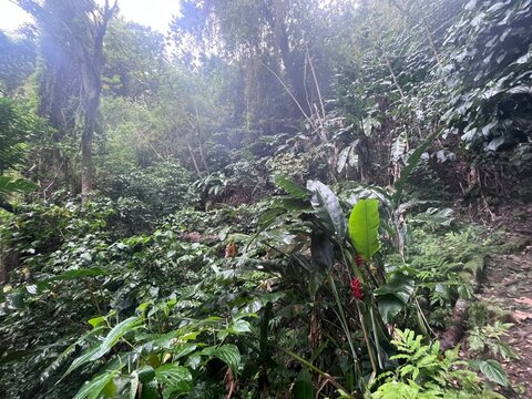 Martinique - Le sentier et c&ocirc;te Grand-Rivi&egrave;re &ndash; Le Pr&ecirc;cheur