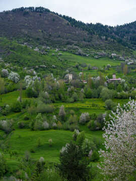 Svaneti historic village with medieval stone towers and blooming spring trees, Georgia.