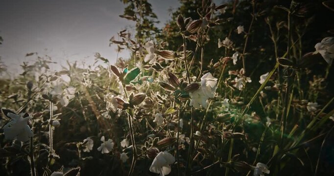 Silene Latifolia Subsp. Alba. Formerly Melandrium Album. White Campion Is A Dioecious Flowering Plant In The Family Caryophyllaceae