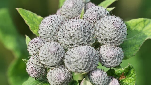 Closeup of fluffy white burdock flower heads with purple spikes and green leaves