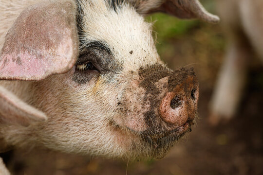 A pig with a muddy snout from rooting in the soil looking for food. Cute piggy. British farming livestock. Gloucester Old Spot.