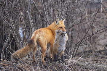 Naklejka premium Red fox and kit near their den deep in the forest in early spring in Canada