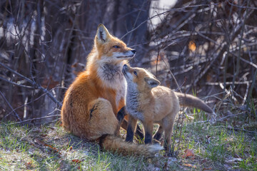 Naklejka premium Red fox and kit near their den deep in the forest in early spring in Canada