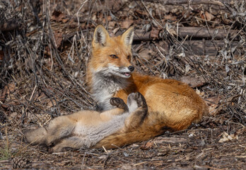 Naklejka premium Red fox and kit near their den deep in the forest in early spring in Canada