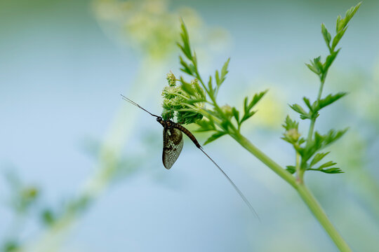 Mayfly insect on a plant beside a river. Aquatic insect. English wildlife. Detailed wings. Drake flies. 