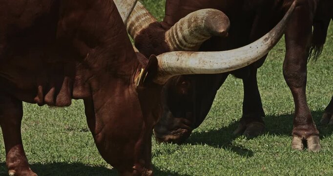Two Grazing Cows with Impressive Horns in Open Field