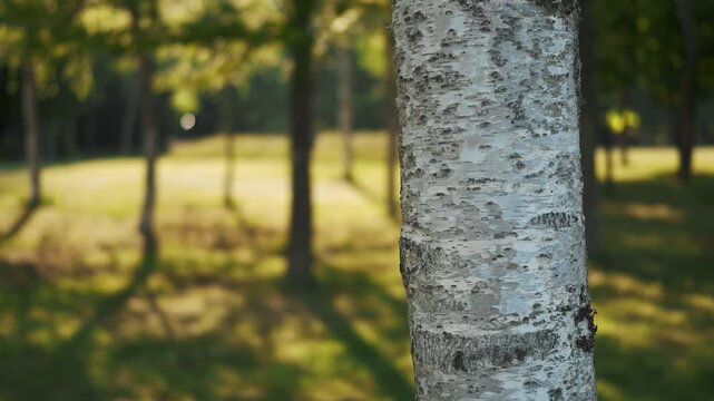 Close-up of a white birch trunk with a fresh green park in the background