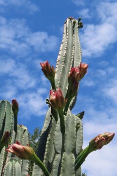 Pink cactus flowers on blue sky background in Florida nature