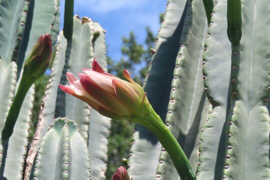 Beautiful pink cactus flower on blue sky background, closeup