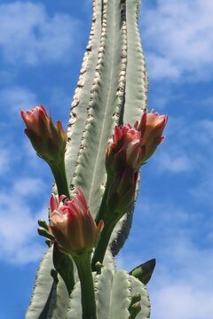 Pink cactus flowers in blue sky in Florida nature, closeup