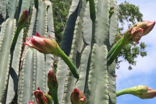 Beautiful pink cactus flowers in Florida zoological garden, closeup