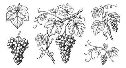 Vintage grape vine sketches, hand drawn vineyard botanical illustrations, black ink grape bunches and leaves vector set for wine labels © Shahzad