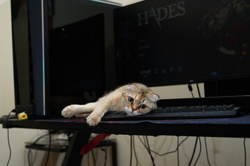 cat chilling tired pc gamer © Ahmed J.R
