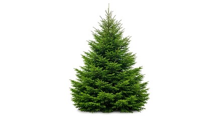 Fototapeta premium Green christmas tree isolated on a white background without any decorations.