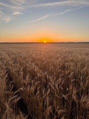 Obraz premium wheat field at sunset