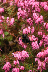 Obraz premium Bumblebee gathering nectar from bright pink heather flowers in the garden.