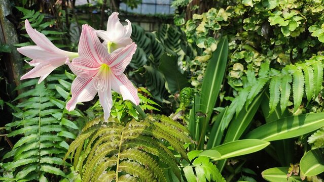 Beautiful view of Hippeastrum striatum or Belladonna plant 
