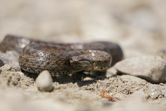Close up of a smooth snake Coronella austriaca coiled on a rocky ground.