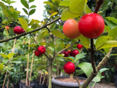 Close-Up of Ripe Surinam Cherry Fruits on Tree Branch
