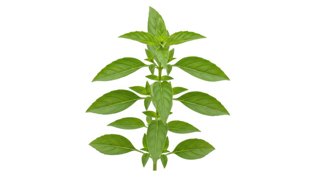 Green basil plant with fresh leaves
