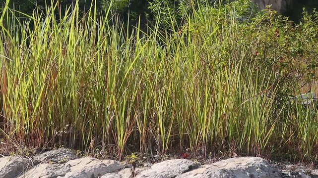 A view of tall wild grass growing along the stone border