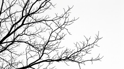 Obraz premium Abstract tree branch silhouette with minimal white background