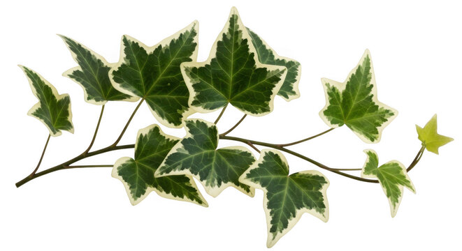 Fresh green ivy leaves on a clean background
