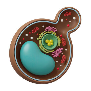 3D Illustration of a Yeast Cell Structure