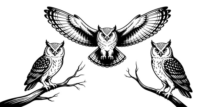 Owl Wings Emblem Illustration with Perched Owls and Engraved Feather Texture, Vintage Tattoo Style for Flyers, Posters, Logos