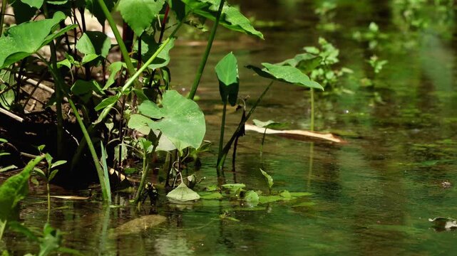 Detailed close up video of a female Anax immaculifrons laying eggs in a Himalayan freshwater stream while the male guards her through aggressive territorial defense flight.