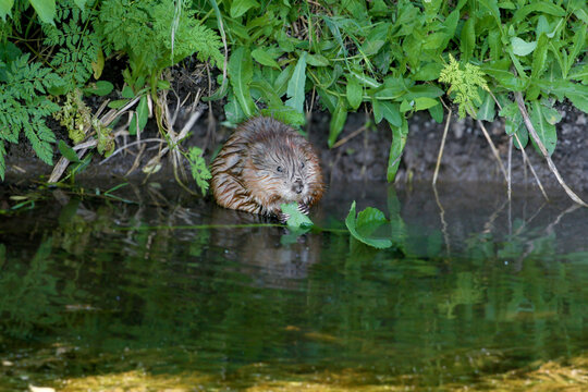 A close-up view of a wet Muskrat (Ondatra zibethicus) sitting at the water's edge under green bank foliage, holding and eating a large green leaf.
