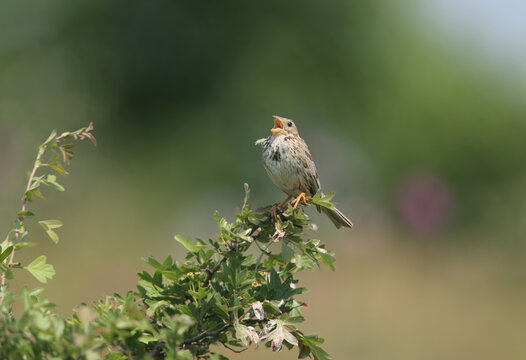 A beautiful close-up of a male Corn Bunting (Emberiza calandra) in breeding plumage perched on top of a green bush, singing with its beak wide open.