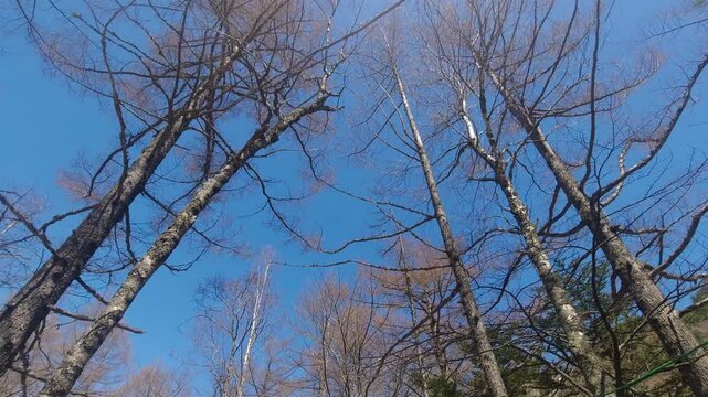 春の観光名所上高地の原始林と綺麗な青空の風景
