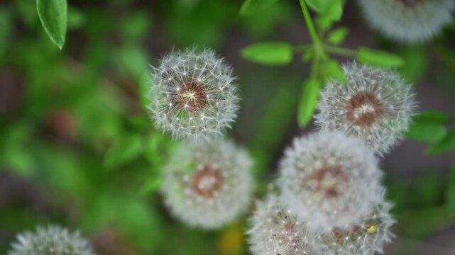 A clump of white dandelions